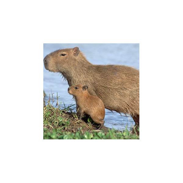 Peelable Magnetic Tangerine Capybara Hugging Doll