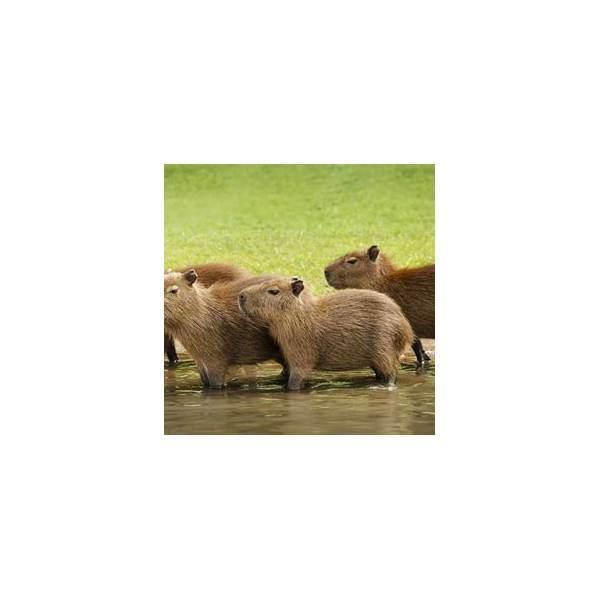 Capybara Plush Keychain with Strawberry Hat & Brass Bell