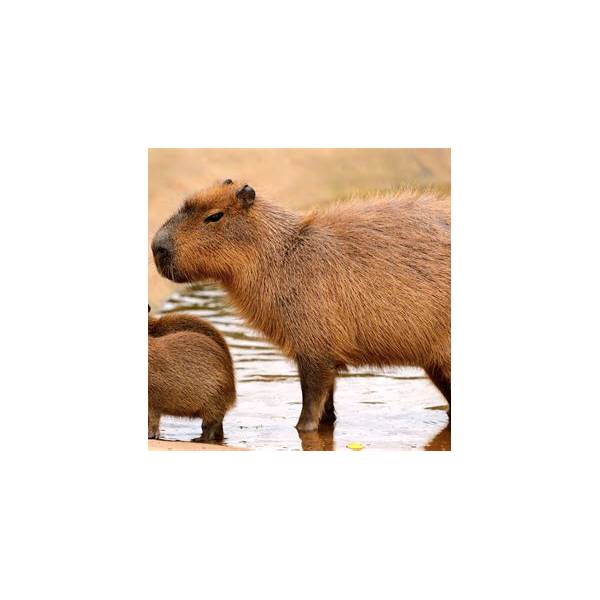 Toast Bread Slice Sleeping Bed Capybara Mascot Set