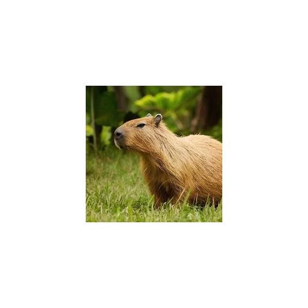 Graduation & Birthday Celebration Dress-Up Capybara