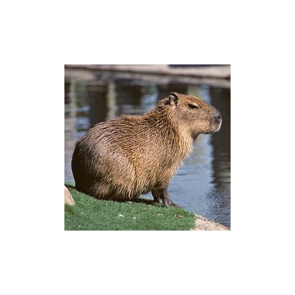 Waterproof Canvas & Fluffy Capybara Hybrid Student Rucksack