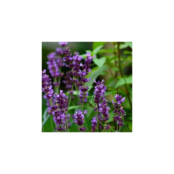 Aromatherapy Pure Lavender Sleep-Aid Scented Dough Slime
