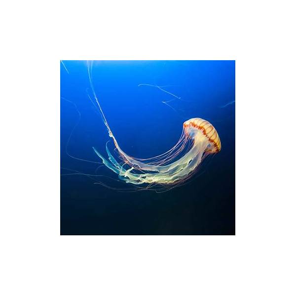 Bluetooth Speaker Integrated Sensory Jellyfish Ocean Projector